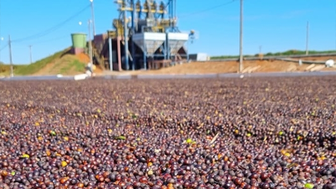Reta final: colheita de café arábica chega a 99% no Cerrado Mineiro