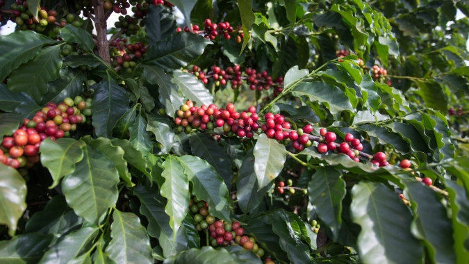 Café em números: Produção brasileira de Conilon deve crescer, enquanto arábica amarga novo ano de incerteza