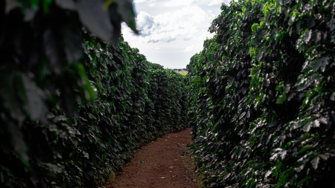 Risco de geada: Café avança mais de 3% com mercado preocupado com lavouras do Brasil