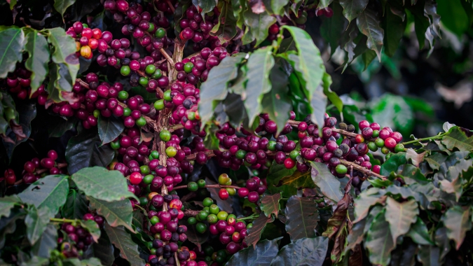 Exportações dos Cafés do Brasil atingem volume físico equivalente a 22,15 milhões de sacas nos sete primeiros meses de 2025
