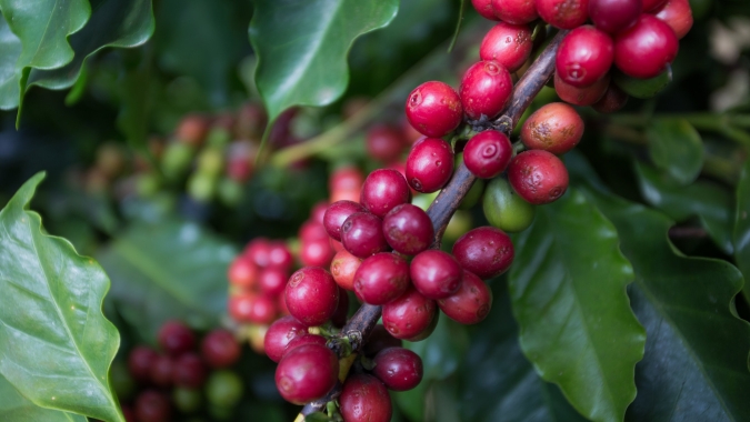 Café amplia perdas nas bolsas com pressão técnica e cautela sobre a safra brasileira