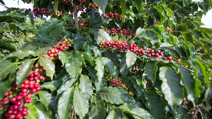 Café: cotações futuras fecham a 5ª feira (19) em baixa com realização de lucros