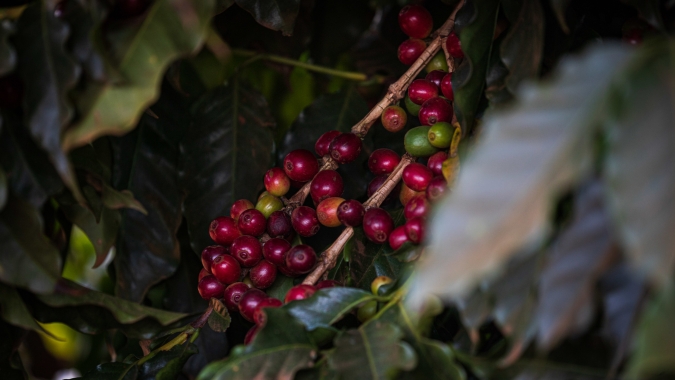 Café abre quarta-feira (04) com oscilações entre arábica e robusta e mercado atento ao câmbio e ao petróleo