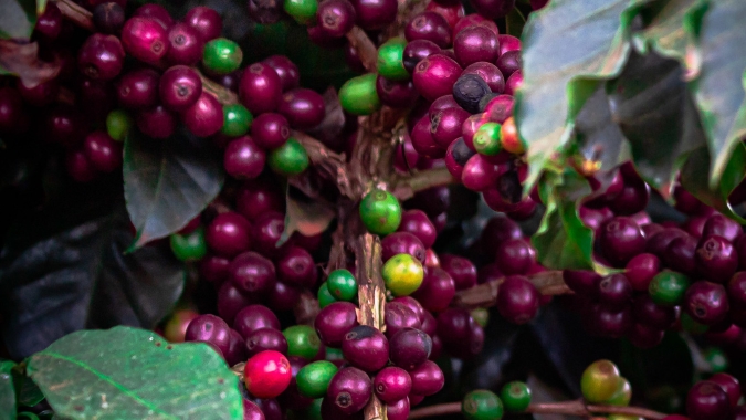Café fecha em alta nas bolsas, mas expectativa de safra recorde no Brasil limita reação do mercado