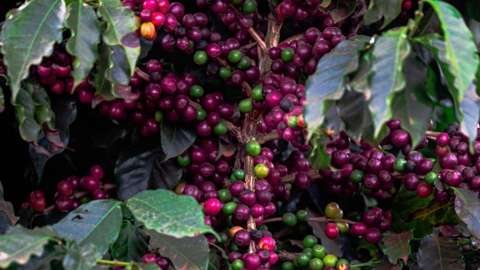 Café perde força no fim do pregão, mas clima no Brasil segue sustentando mercado