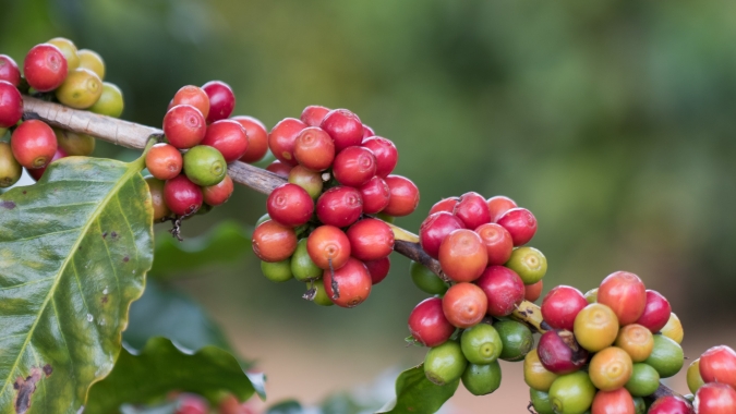 Café: Baixos estoques seguem pressionando os futuros, que trabalhavam com ganhos na manhã desta 6ª feira (26)