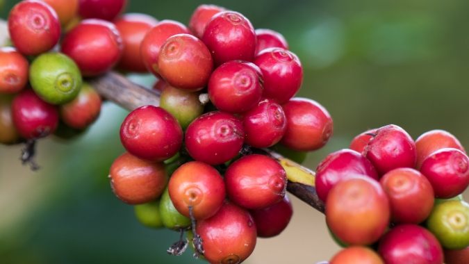 Café inicia semana com forte alta nas bolsas após volatilidade impulsionada por fundos e cenário ainda apertado de oferta