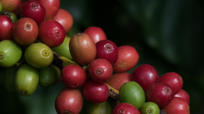 Incertezas climáticas mantém preços do café elevados na manhã desta 4ª feira (15)