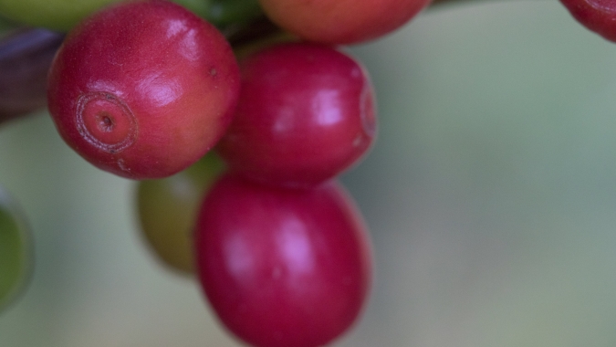 Depois de 21 anos, Espírito Santo supera seu recorde histórico de exportações de café, mas em apenas 4,5 mil sacas