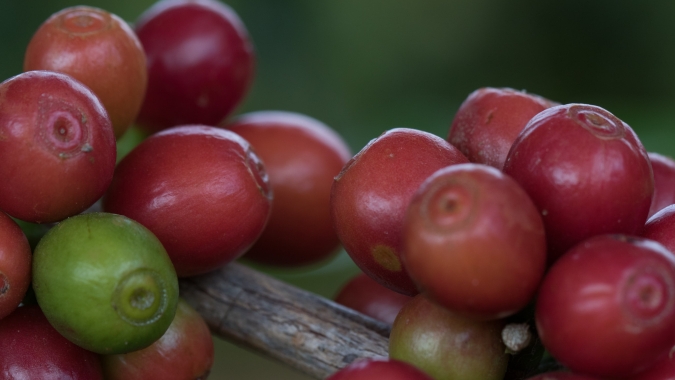 Cooxupé apoia pesquisa que mostra potencial da cafeicultura para balanço positivo de carbono