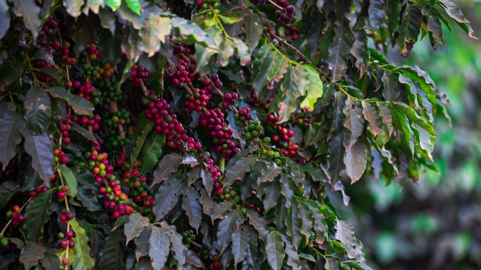 Café: Com oferta brasileira ainda baixa, preços avançam com força