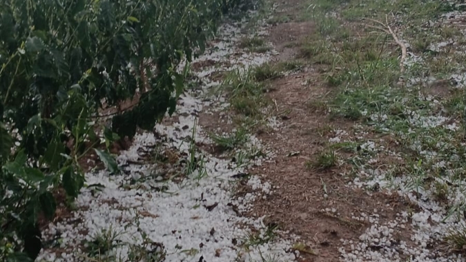 Granizo atinge cafezais no Sul de Minas e produtores começam a contabilizar prejuízos