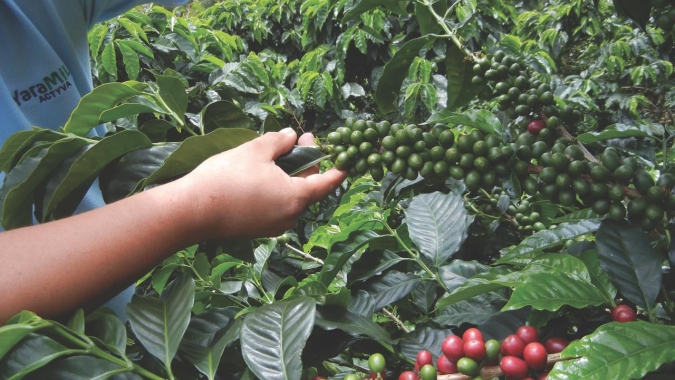 No próximo domingo se comemora o Dia Mundial do Café, segunda bebida mais consumida do planeta