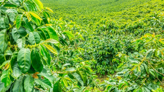 Colômbia reage após meses difíceis, mas Brasil segue ampliando vantagem no mercado global de café