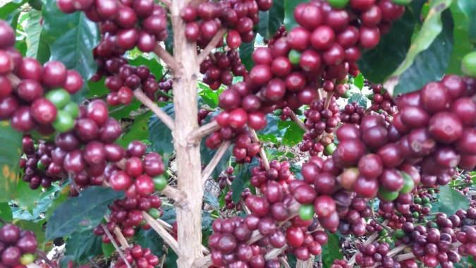 Mercado do café volta aos fundamentos e trabalhava com altas de mais de 4% na manhã desta 5ª feira (10)