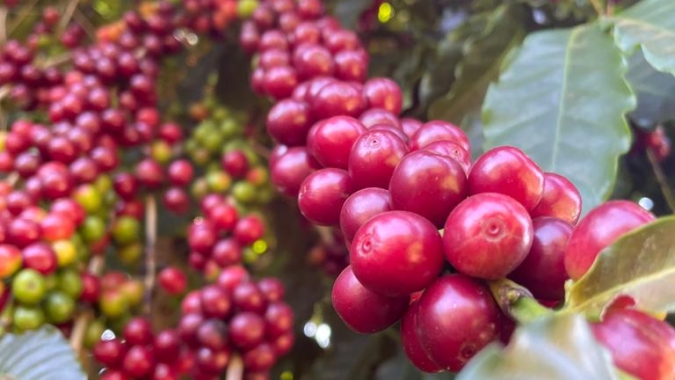 Com queda nos estoques, novos da OIC e oferta restrita, café avança mais de 700 pontos em NY