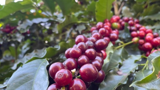 Colheita de café 24/25 do Brasil atinge 92%, aponta Safras