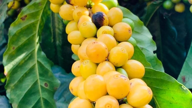 Café segue recuperando baixas, avança mais de 2% e monitora Rússia X Ucrânia neste pregão