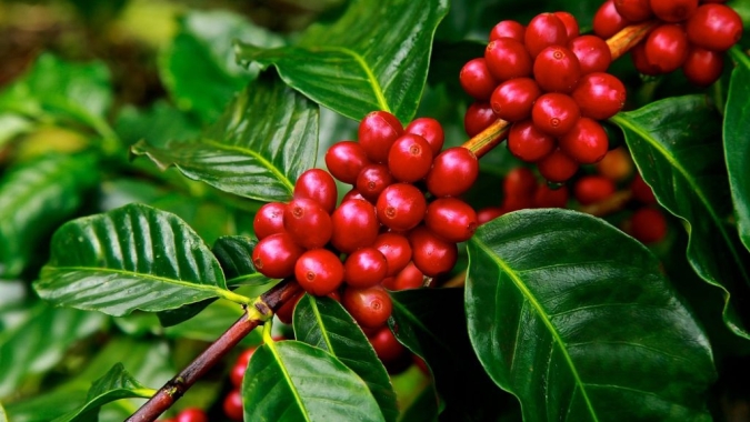 Café fecha com recuperação em Nova York, enquanto robusta segue pressionado por oferta global