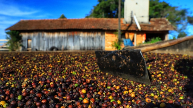 Mesmo com queda na produção da Colômbia, café abre com desvalorização em Nova York