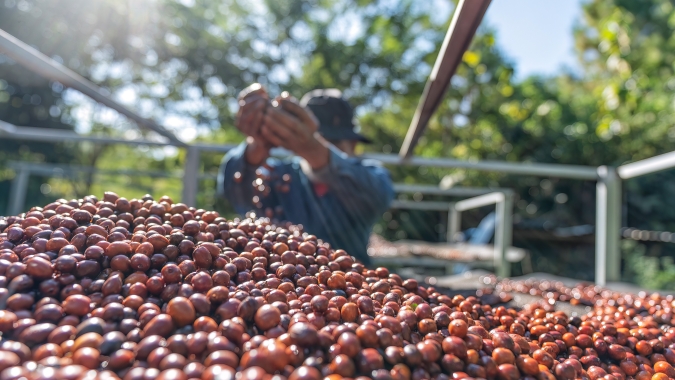 Cafeicultura entra na mira global e produtor pode enfrentar prejuízos por falhas trabalhistas