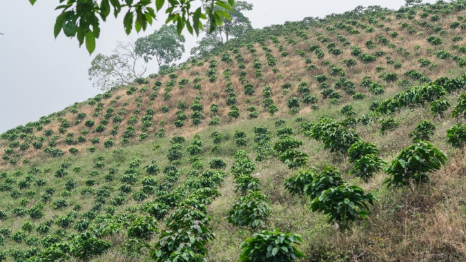 Café regenerativo avança no Brasil, atrai multinacionais e pode elevar renda no campo