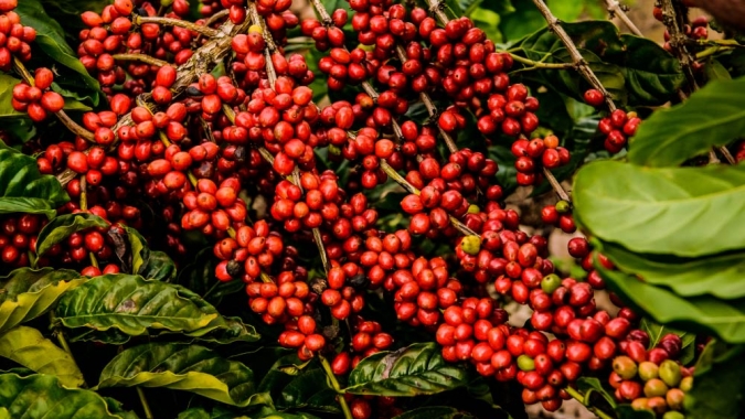 Resiliência climática do café robusta é um "mito da internet", diz pesquisador