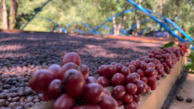 Mercado cafeeiro: Atual cenário de produção no Brasil está otimista, mas balança entre oferta e demanda segue operando no limite