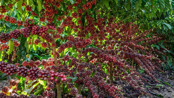 Cenário da produção do café conilon para 2026 é heterogêneo no Brasil