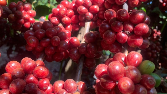 Após dias de ganhos, preços do café arábica realizam lucros na manhã desta 6ª feira (12)