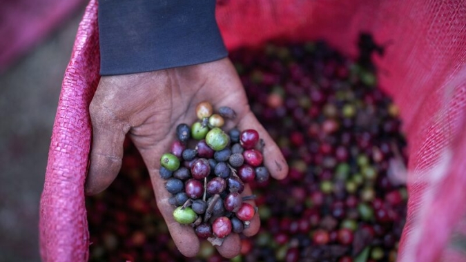 Da seca severa para fortes chuvas: o desafio da produção do café robusta no Vietnã