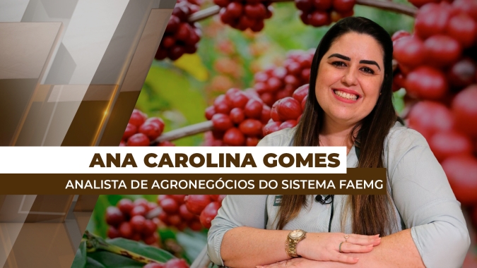 Sistema FAEMG prevê perda média para safra do café arábica na região de Minas Gerais de até 20%
