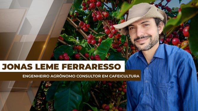 Mesmo com boas floradas, rosetas de café do Brasil estão apresentando poucos frutos