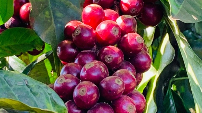 Café abre esta 6ª feira com altas em NY e baixas em Londres diante de incertezas sobre a produção