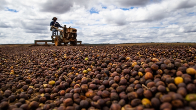 Café começa abril dividido: arábica recua e robusta tenta reação nas bolsas
