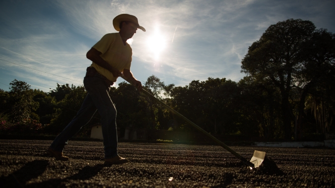 Aumento do custo de produção é um desafio significativo para os produtores de café no Brasil
