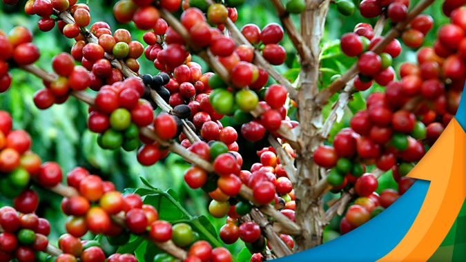Rabobank: Mercado de café segue incerto, mas produtor precisa ficar atento para não perder boas oportunidades ainda no 1º semestre de 2023