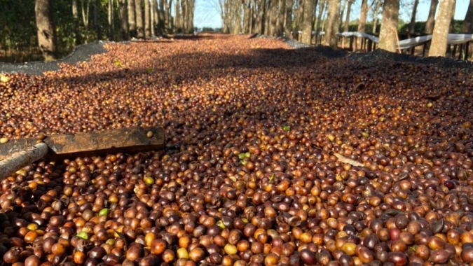 Fazenda no interior de SP é a primeira do Brasil com certificação para agricultura regenerativa