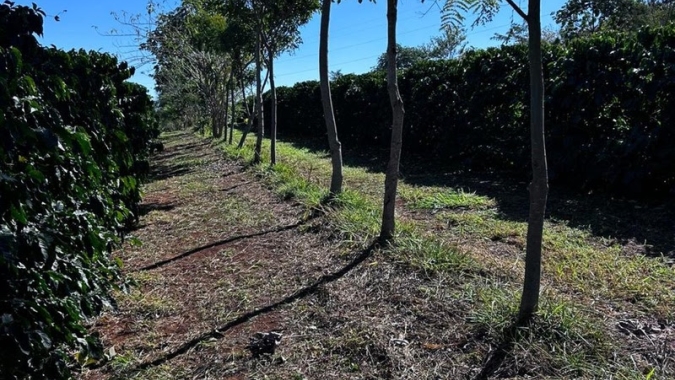 Cooxupé lidera iniciativa inédita no Brasil e viabiliza venda de créditos de carbono no café
