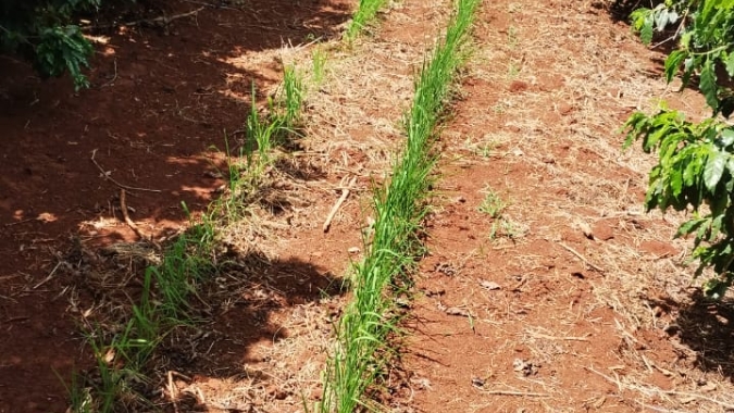 Consórcio de café e arroz é testado no Sul de Minas