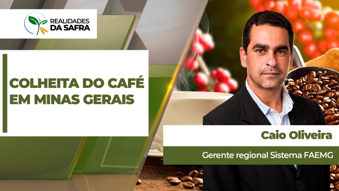 Pausa das chuvas devem ajudar colheita do café a ganhar ritmo em Minas Gerais