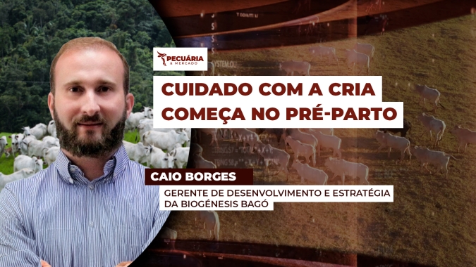 Estação de nascimento exige planejamento para garantir bezerros saudáveis e produtivos
