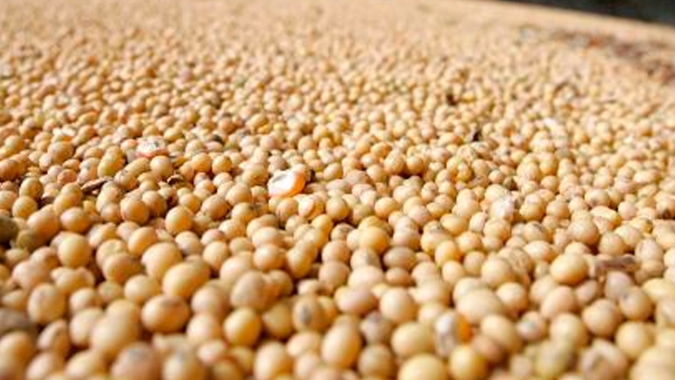 Soja em Chicago tem fundamentos que no curto prazo impedem o avanço das cotações como a entrada da produção americana, chuvas na Argentina e demanda lenta na China