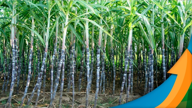 Apesar de clima adverso, Usina Jacarezinho encerrou safra 21/22 com volume "satisfatório em face das questões climáticas"