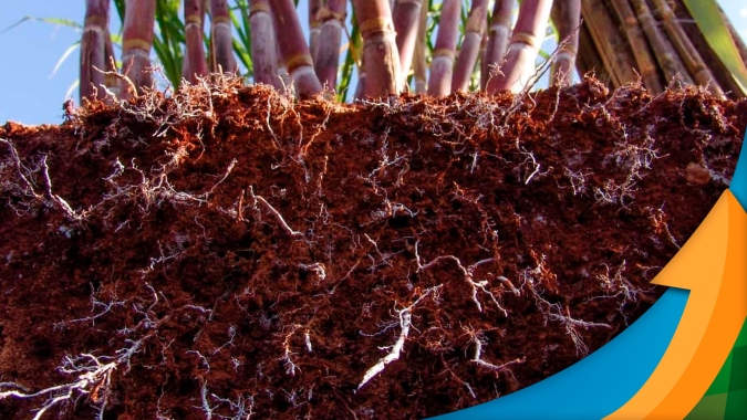 Solução é lançada com foco em nematoides na cana; parasitas estão presentes em mais de 70% das lavouras