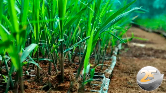 Área de cana transgênica deve dobrar na nova safra do Centro-Sul, estima CTC