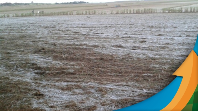 Após geadas, produtores de cana correm contra o tempo para trabalhos de manejo pensando na safra 22/23