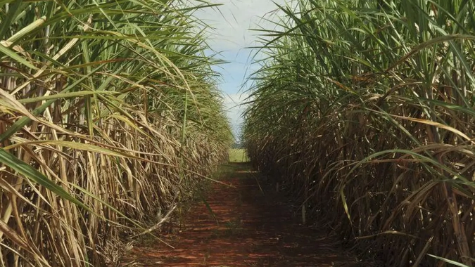 Área de cana para colheita cresce no Centro-Sul e atinge 9,17 milhões de hectares na safra 2026/27