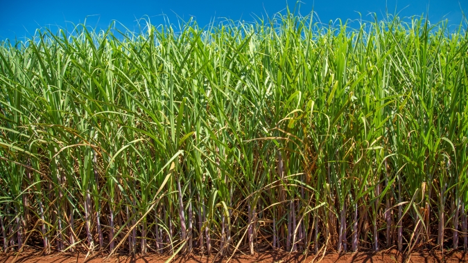 Comissão de cana-de-açúcar avalia tendências de produção e preços para a safra 25/26