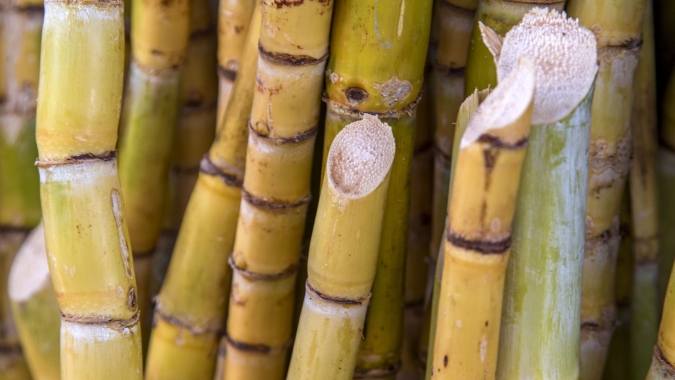 Produtor de cana do Brasil vê defasagem no preço da cana e quer fatia maior do CBio